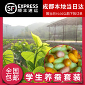 养蚕套装 四川新鲜当天采摘桑叶蚕宝宝饲料食物嫩小蚕大蚕食用学生
