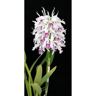 精选马克西玛卡特兰原生种C.maxima semi-alba 'La Pedrena'