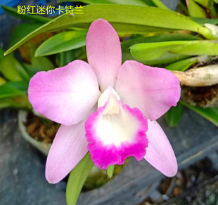 粉红迷你卡特兰 非常好养四季开花有香味 成株带盆发货