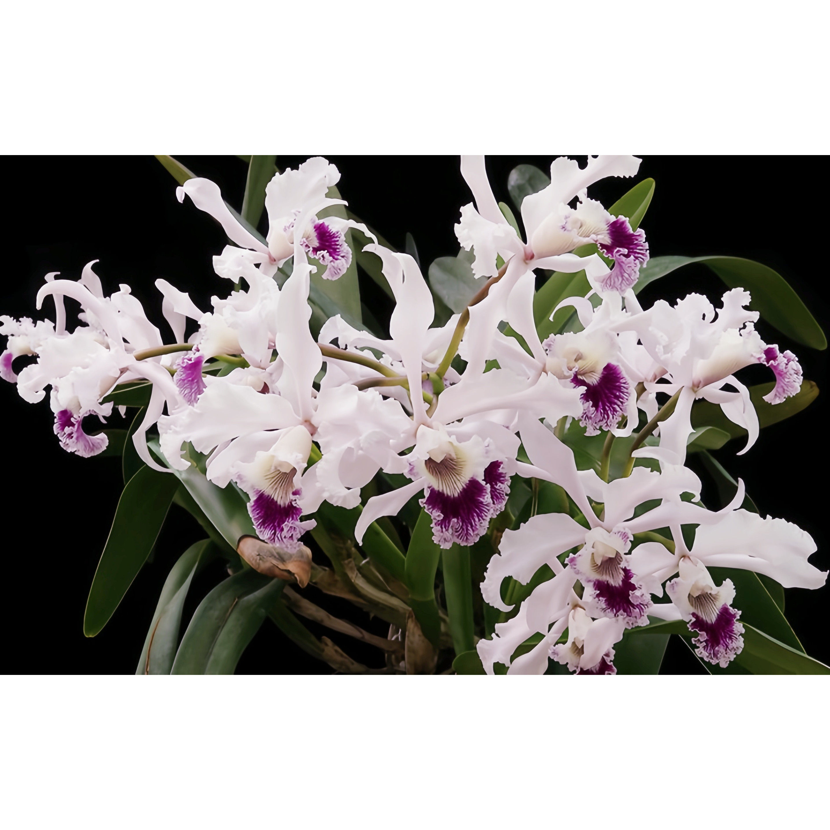 稀有蕾丽亚原生种L.crispa 大花 有浓香 兰花洋兰卡特兰