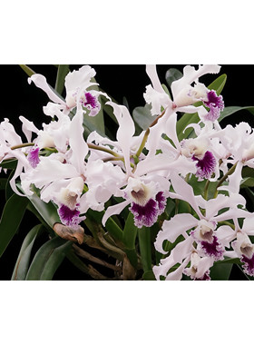 稀有蕾丽亚原生种L.crispa 大花 有浓香 兰花洋兰卡特兰