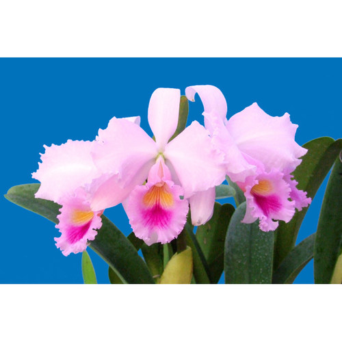 C.trianaei Victoria Castro 进口兰花洋兰卡特兰原生种特丽安娜