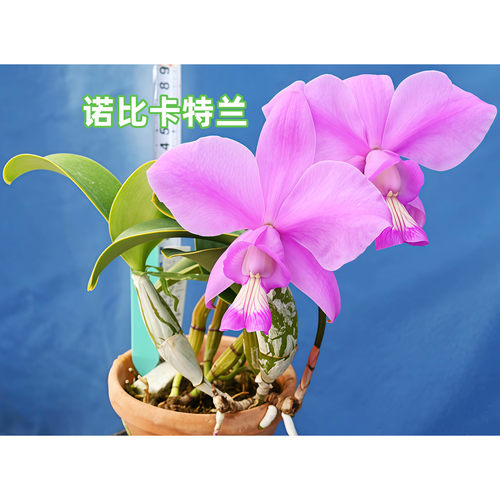 进口诺比卡特兰原生种有香
