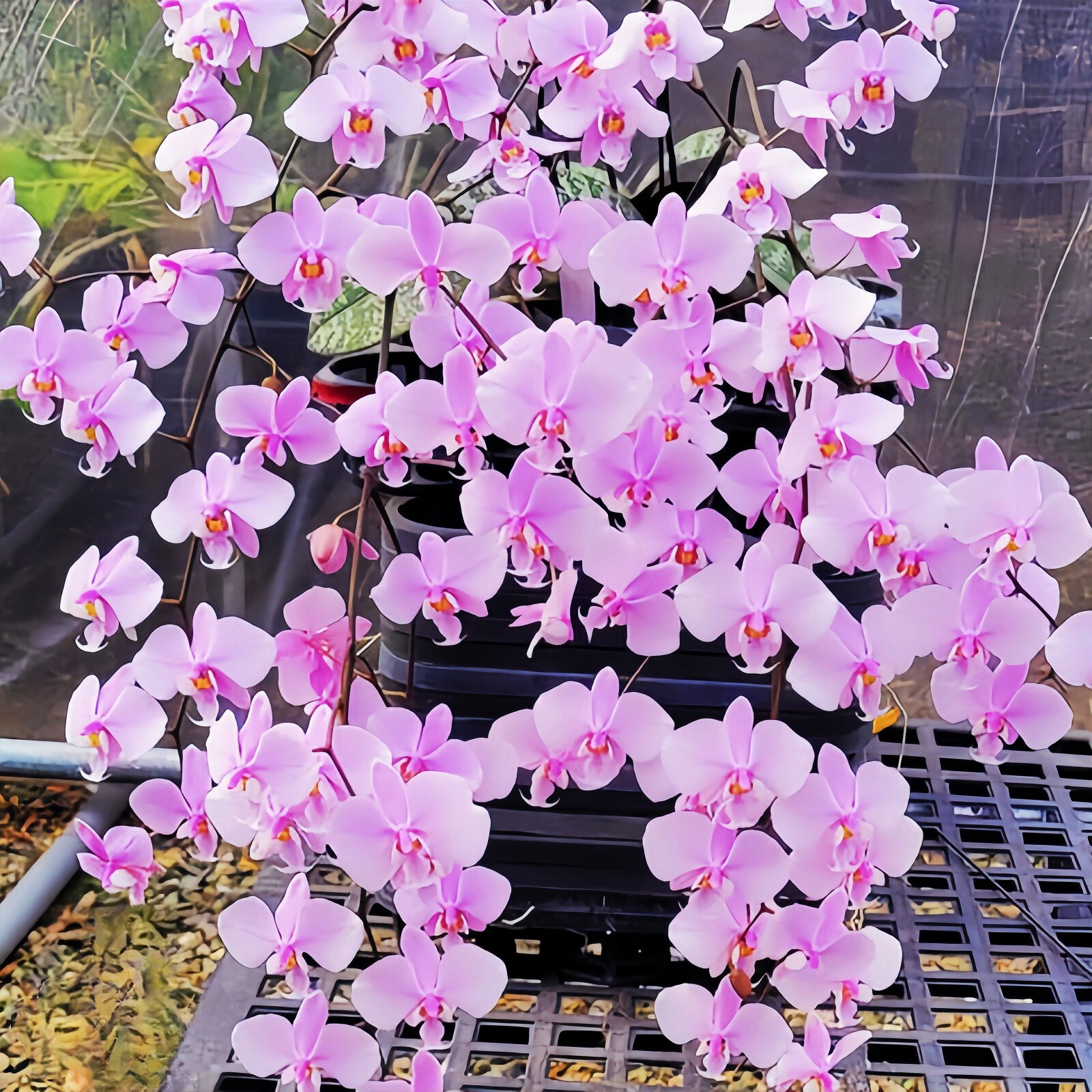 3盆超美银斑蝴蝶兰原生种phal.schilleriana兰花洋兰