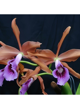 精选稀有进口蕾丽亚原种L.tenebrosa Rainforest FCC/AOS获奖名花