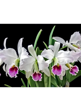 精选进口稀有品种帕西C.percivaliana semi-alba 