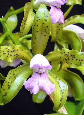 卡特兰原生种C.guttata var.coerulea × sib稀有进口蓝色