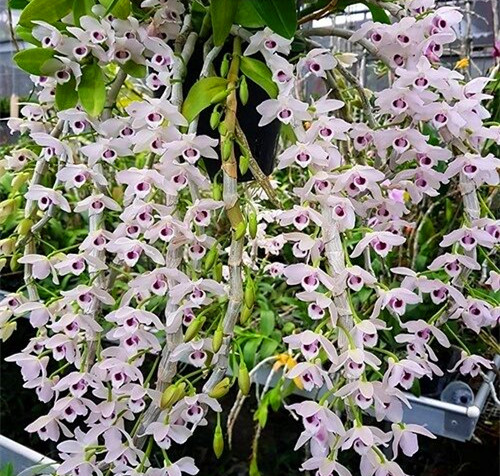进口植株浓香珍稀蓝色原生种