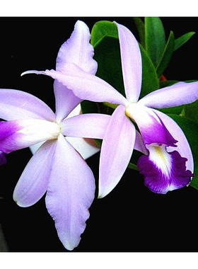 超稀有蓝色！进口兰花洋兰卡特兰原生种C.violacea fma.coerulea