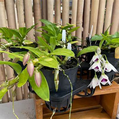 进口稀有石斛兰原生种Den.rhodoptergium semi-alba兰花洋兰有香
