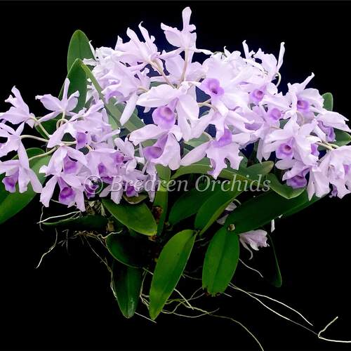 哥斯达黎加原生种进口卡特兰苗C.skinneri coerulea × self兰花