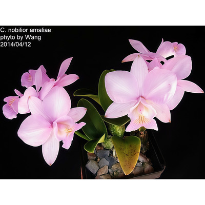 新款洋兰粉诺比卡特兰原生种C.nobilior amaliae x semi-alba