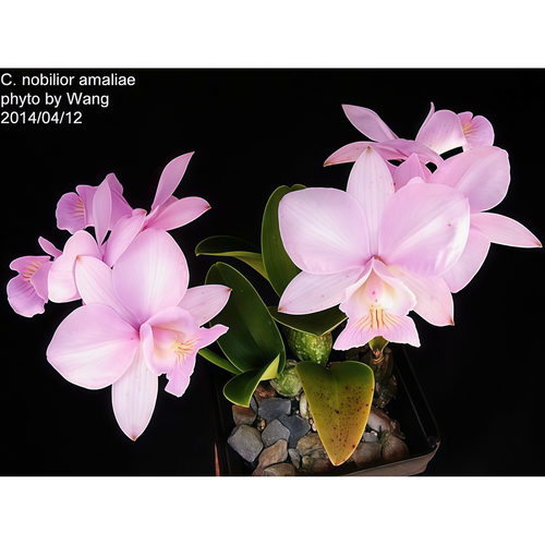 新款洋兰粉诺比卡特兰原生种C.nobilior amaliae x semi-alba