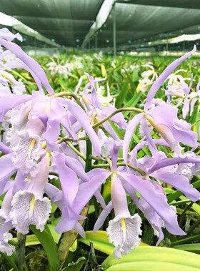 C.maxima var.coerulea Hector 蓝色马克西玛 卡特兰原生种