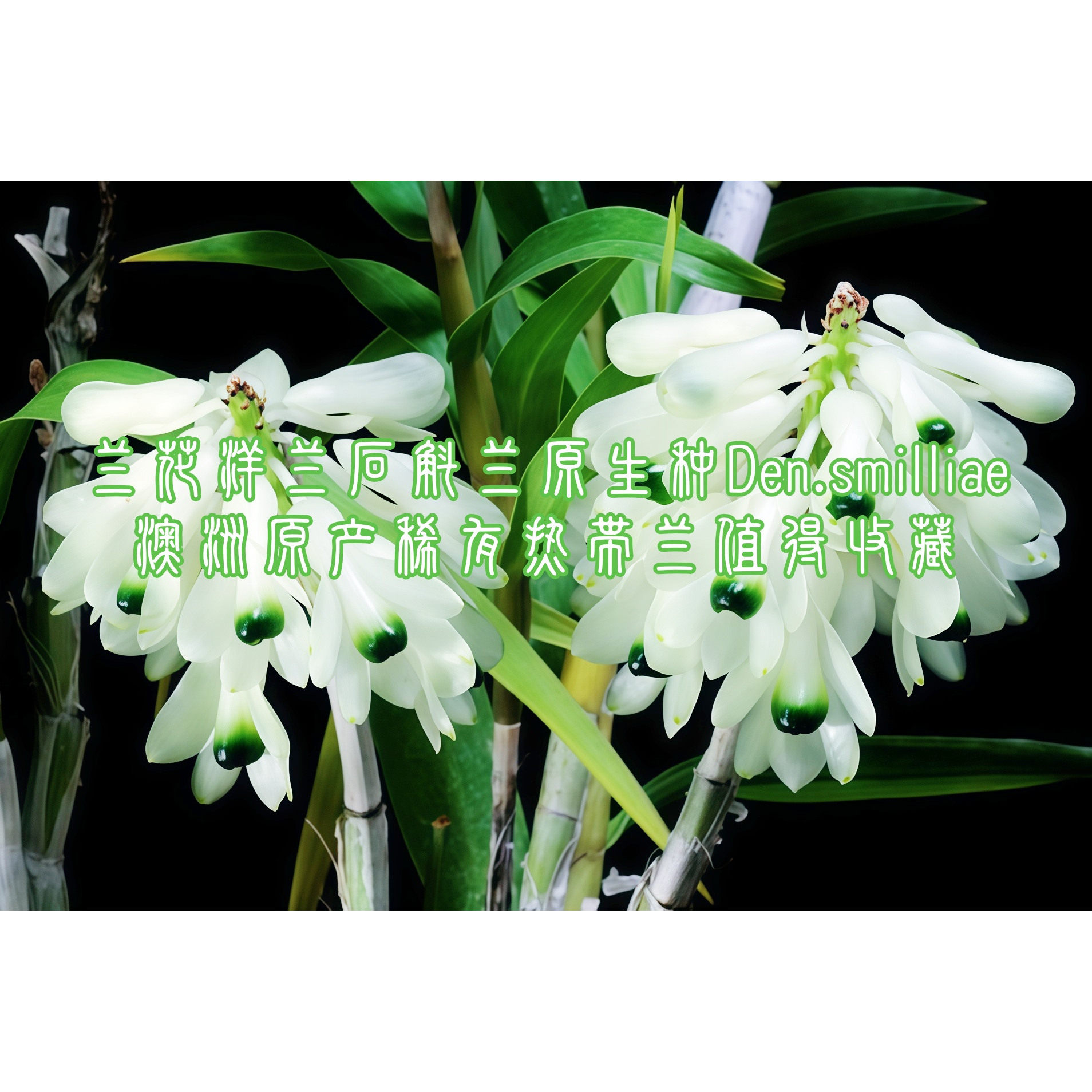 兰花洋兰澳洲原产稀有石斛兰