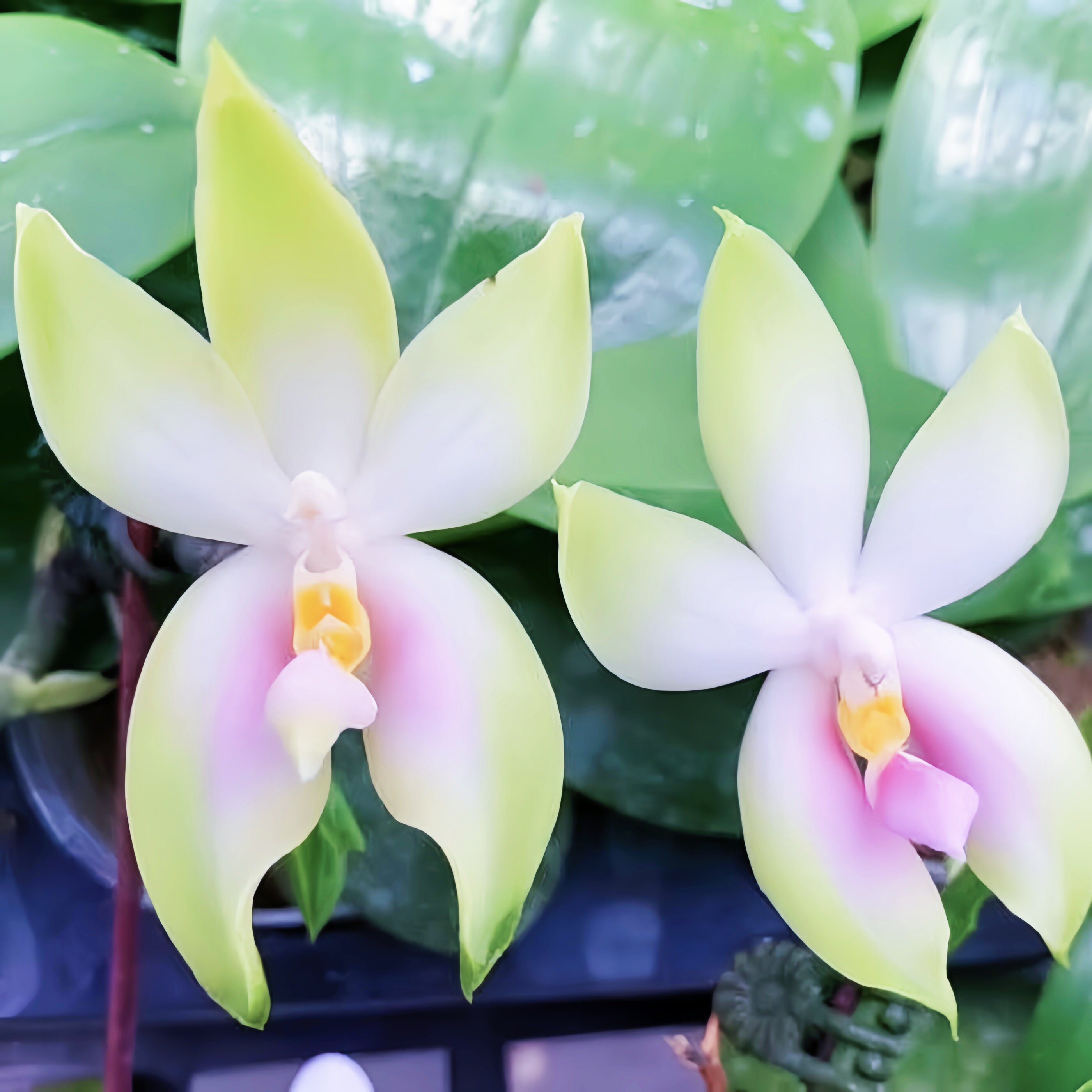 2盆包邮带花苞精选高端Phal.violacea pink粉色蝴蝶兰原生种浓香