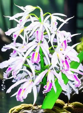 进口兰花洋兰卡特兰原生种C.maxima semi-alba 'La Pedrena'
