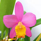 进口兰花洋兰卡特兰Rlc.Hsinying Dream Violet 现货发 Queen