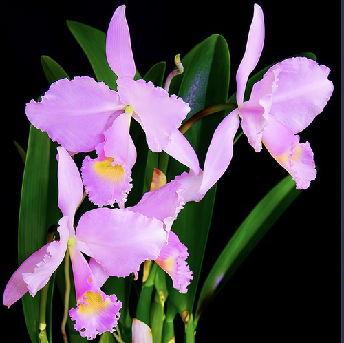 精选个体进口兰花洋兰卡特兰原生种粉色C.trianaei pink