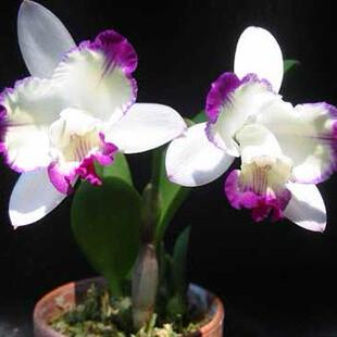 Lc.Huan Angel 小美人 卡特兰 迷你可爱型