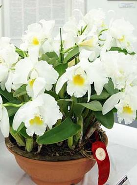 进口稀有白色兰花洋兰卡特兰原生种拉比阿塔C.labiata alba x sib