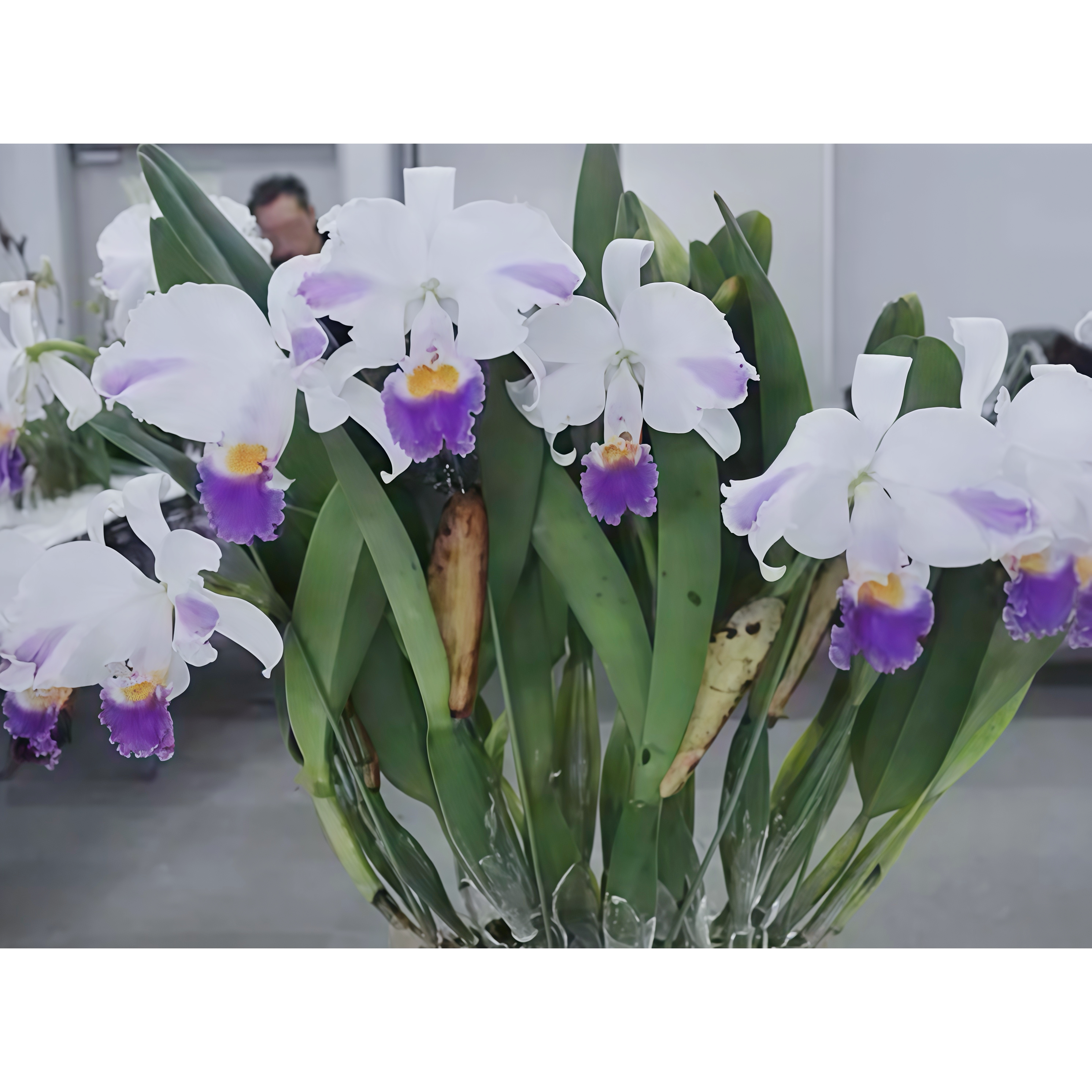 精选高端进口稀有卡特兰原生种C.trianaei coerulea蓝插角兰花