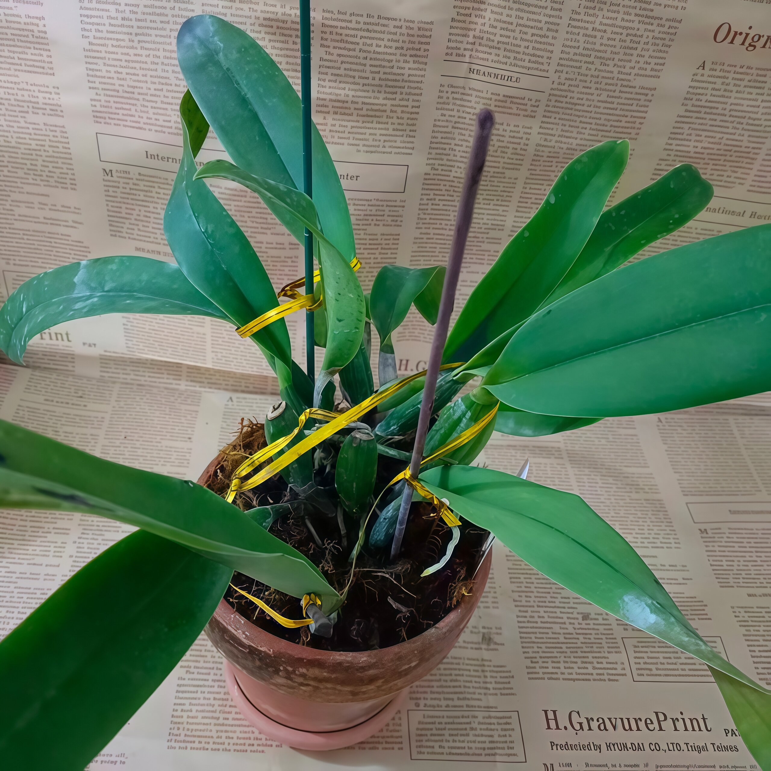 进口兰花洋兰卡特兰原生种大花淡蓝色C.lueddemanniana coerulea