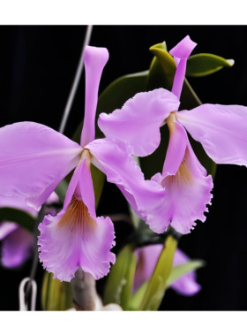 C.labiata concolor精选稀有粉红樱花拉比阿塔卡特兰原生种洋兰