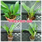 有香味Rlc.Burdekin 进口兰花洋兰卡特兰 珍奇大白花 Wonder白雪