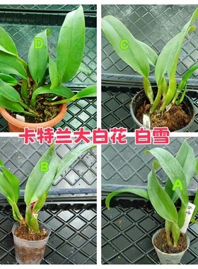 进口兰花洋兰卡特兰 珍奇大白花 有香味Rlc.Burdekin Wonder白雪
