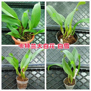 进口兰花洋兰卡特兰 珍奇大白花 有香味Rlc.Burdekin Wonder白雪
