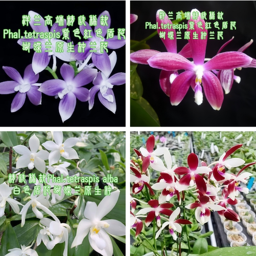 洋兰高端精选稀缺Phal.tetraspis蓝色盾花蝴蝶兰原生种收藏级兰花