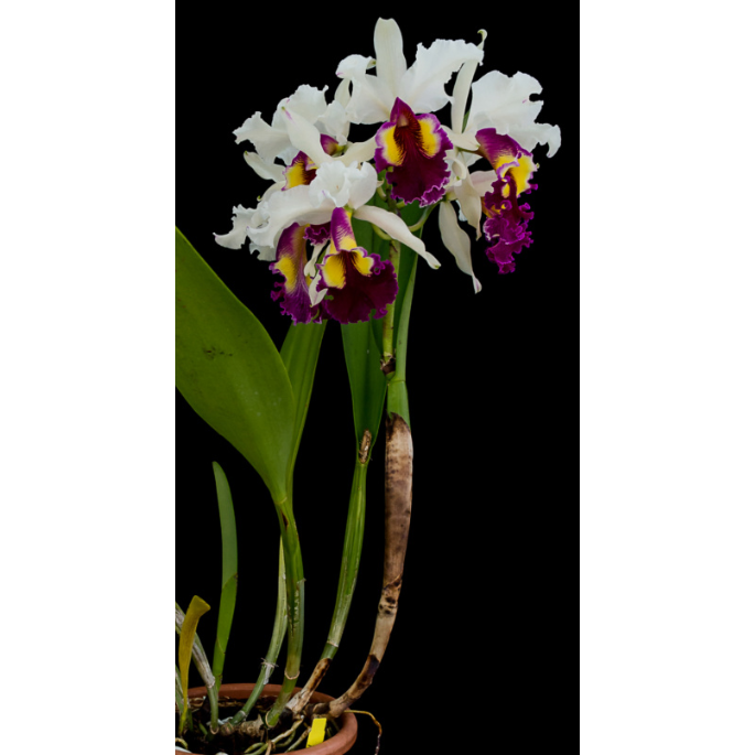 精选进口稀有卡特兰原生种C.hardyana semi-alba 大花有浓香兰花