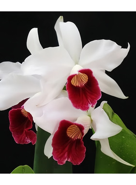 巴西国花原生种L.purpurata vinicolor x sib珍奇特红线条大花