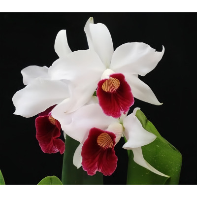 巴西国花原生种L.purpurata vinicolor x sib珍奇特红线条大花