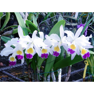 高档精选稀有C.eldorado semi-alba“Caracas”(MC)卡特兰原生种