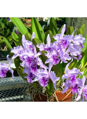 原生种L.lobata coerulea 