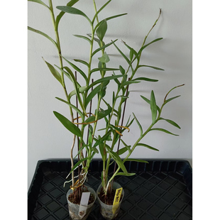 白色树兰 兰花 洋兰 珍奇品种多花大盆 花期长 非常好养