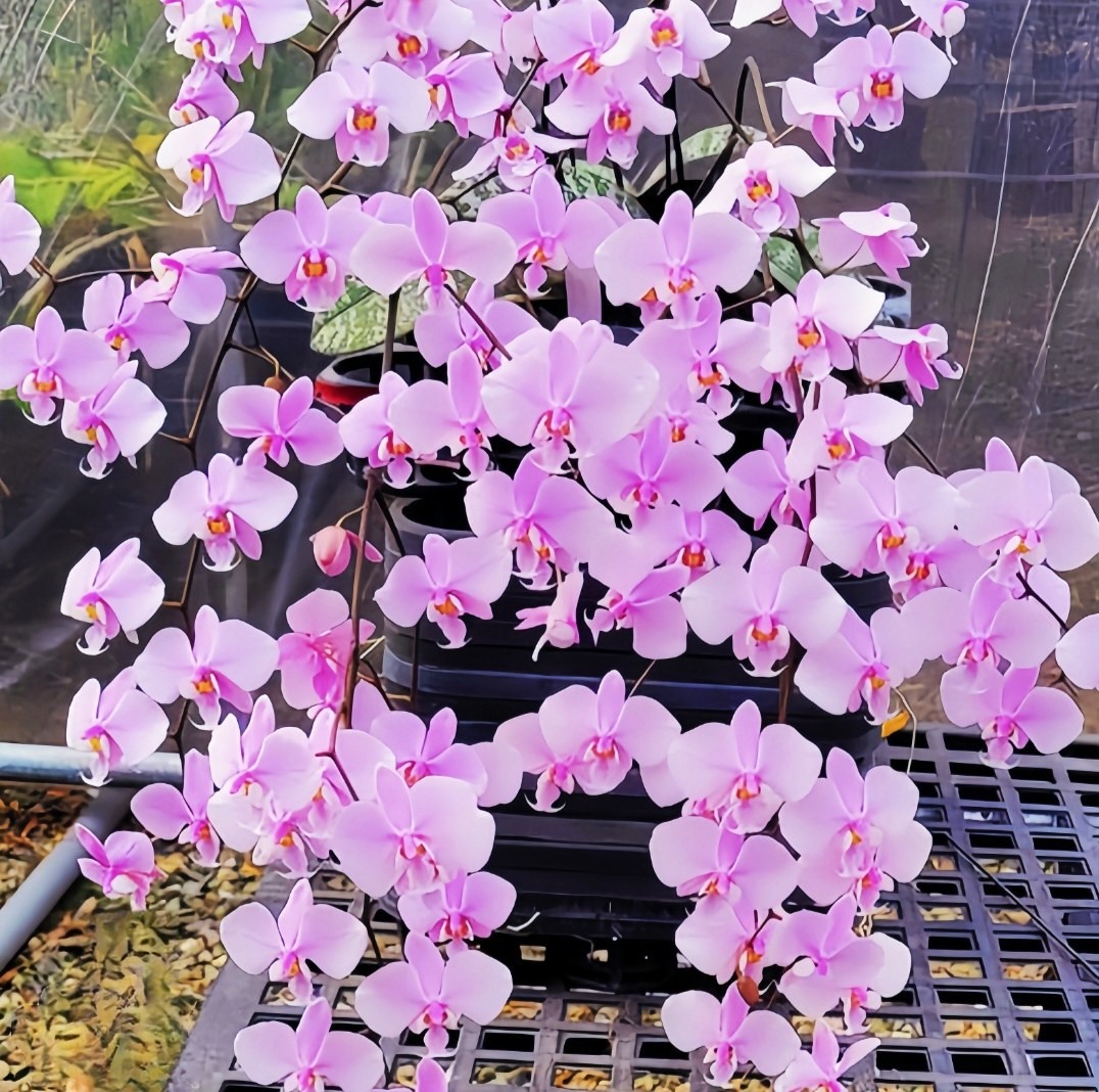 包邮精选超美银斑蝴蝶兰原生种phal.schilleriana兰花洋兰有香气