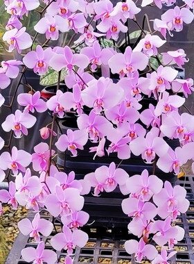 包邮精选超美银斑蝴蝶兰原生种phal.schilleriana兰花洋兰有香气