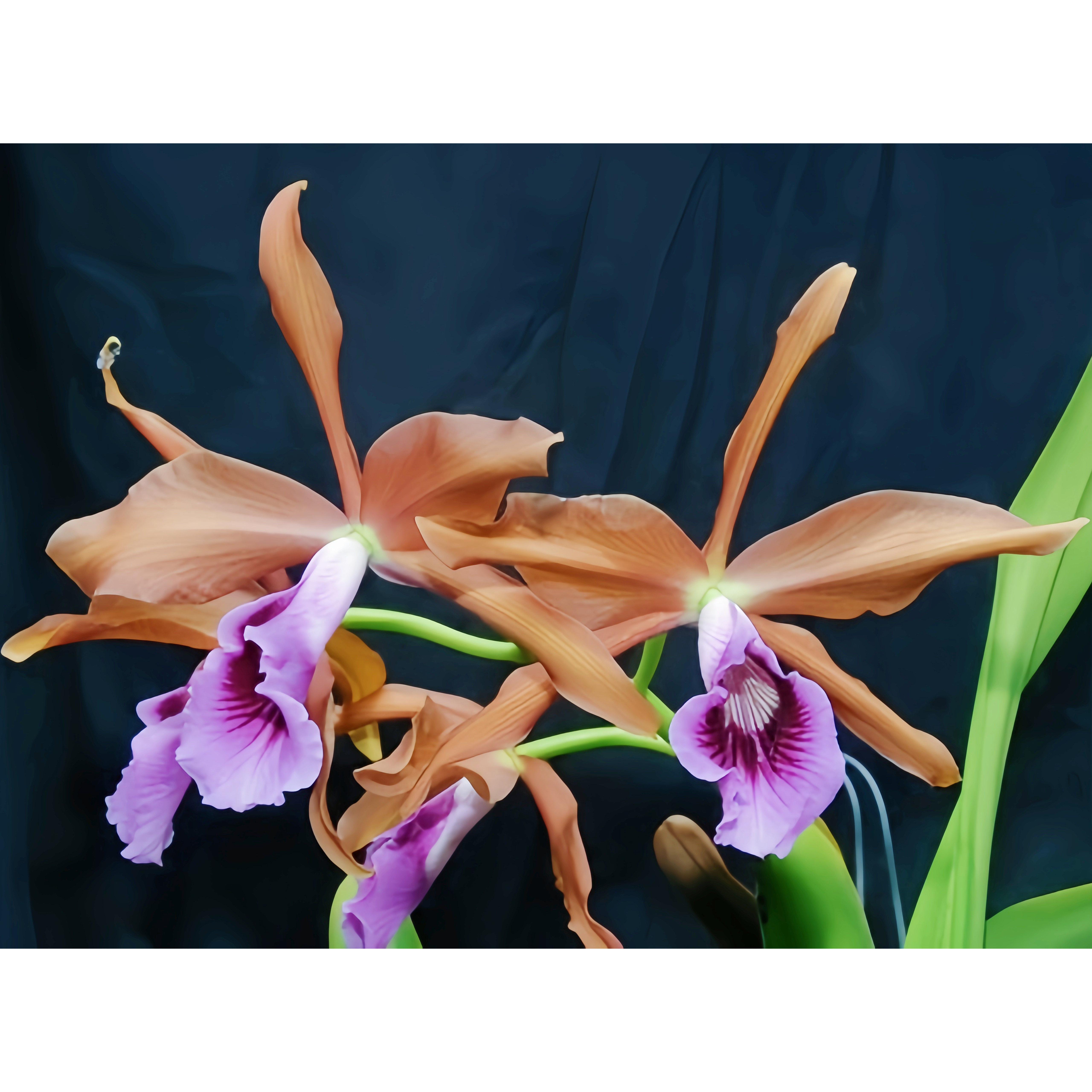 精选兰花稀有暗夜蕾丽亚卡特兰原生种L.tenebrosa aurea大花有香