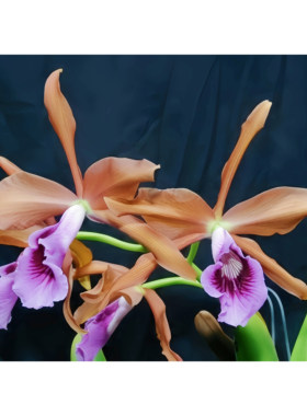 精选兰花稀有暗夜蕾丽亚卡特兰原生种L.tenebrosa aurea大花有香