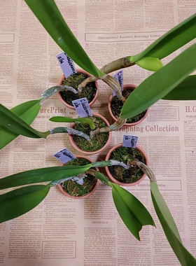 进口稀有卡特兰巴西原生种白色大花有浓香C.lueddemanniana alba