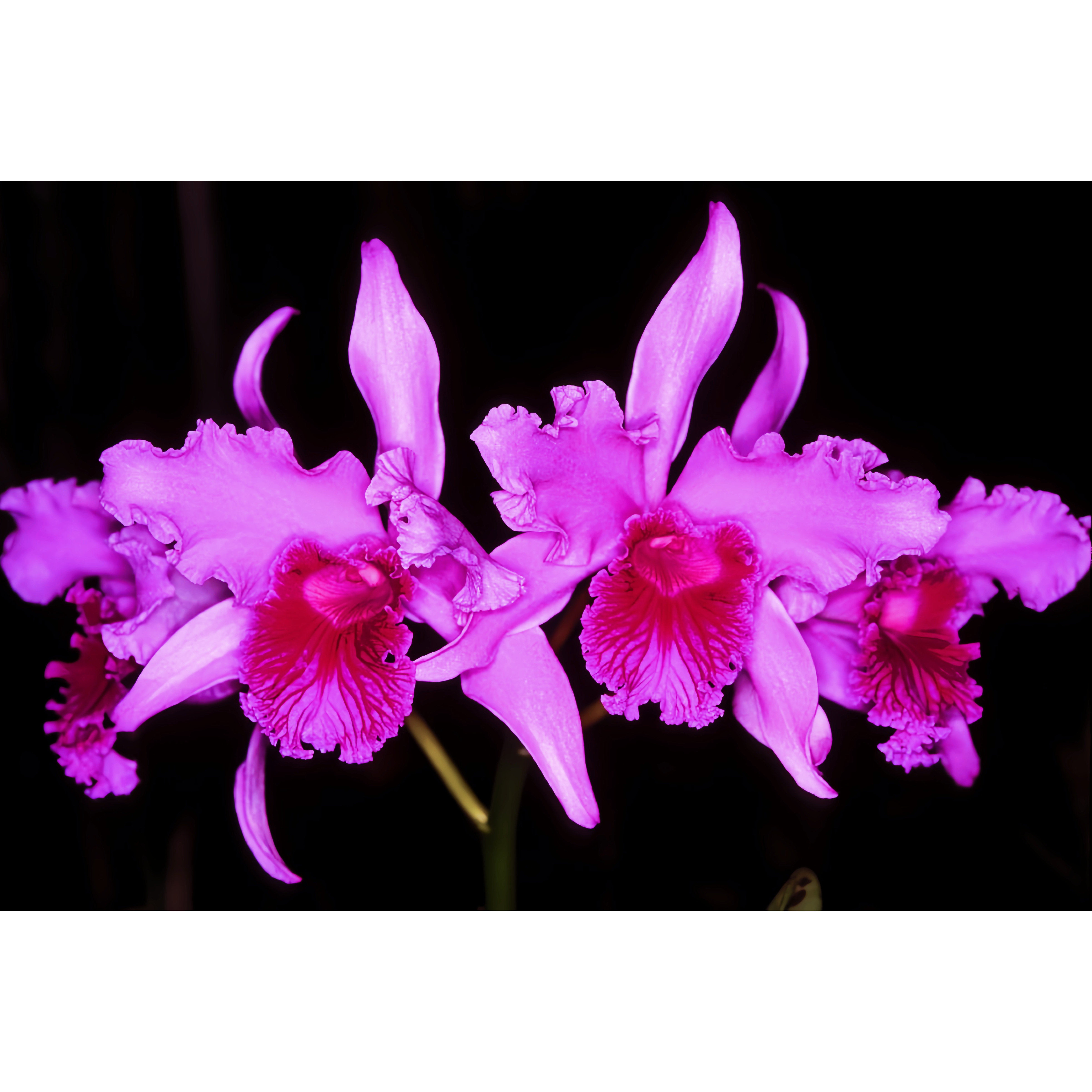 卡特兰进口原生种L.lobata tipo蕾丽亚稀有深红色近成株兰花洋兰
