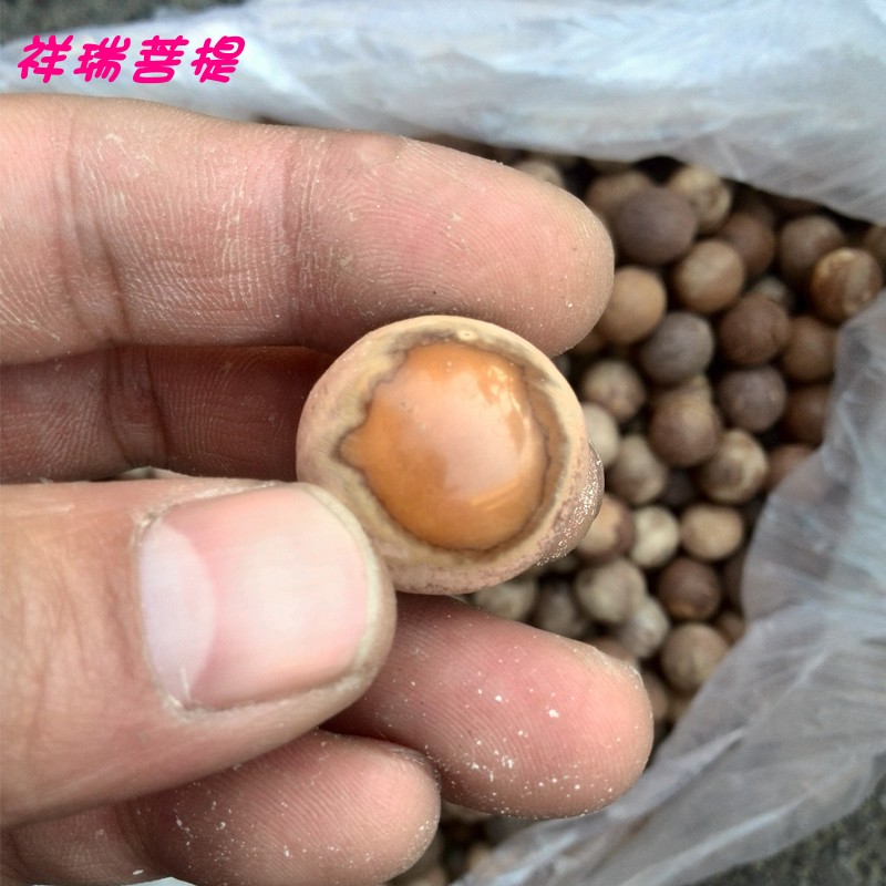 菩提根风化果原籽天然带皮老籽