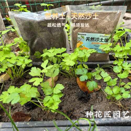 天然沙土养花种菜无任何添加