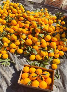 江西赣州赣南脐橙安远县产地自产自销新鲜现摘带叶果