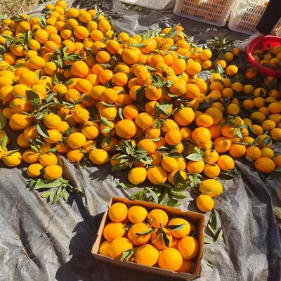 江西赣州赣南脐橙安远县产地自产自销新鲜现摘带叶果