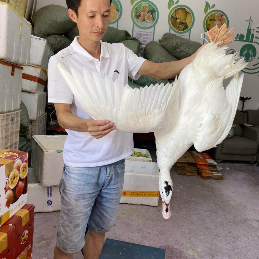 江西赣州安远正宗农村土鸭老鸭肉鸭小溪放养稻谷喂养整只顺丰冷运