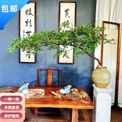 海岛栀子花精品老桩一物一拍室内茶台高端盆景四季常青绿熟桩盆栽